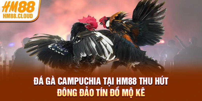 Đá gà Campuchia tại HM88 thu hút đông đảo tín đồ mộ kê