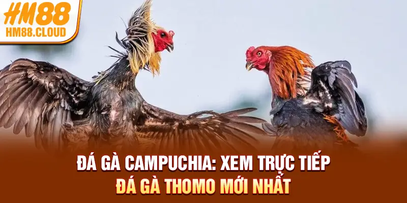 Đá Gà Campuchia: Xem Trực Tiếp Đá Gà Thomo Mới Nhất