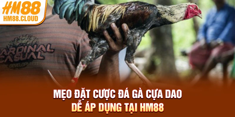 Mẹo đặt cược đá gà cựa dao dễ áp dụng tại HM88