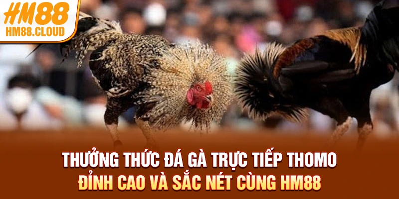 Thưởng thức đá gà trực tiếp Thomo đỉnh cao và sắc nét cùng HM88